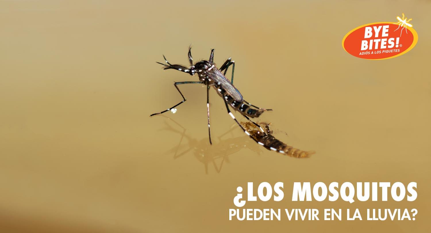 ¿Los mosquitos pueden vivir en la lluvia?