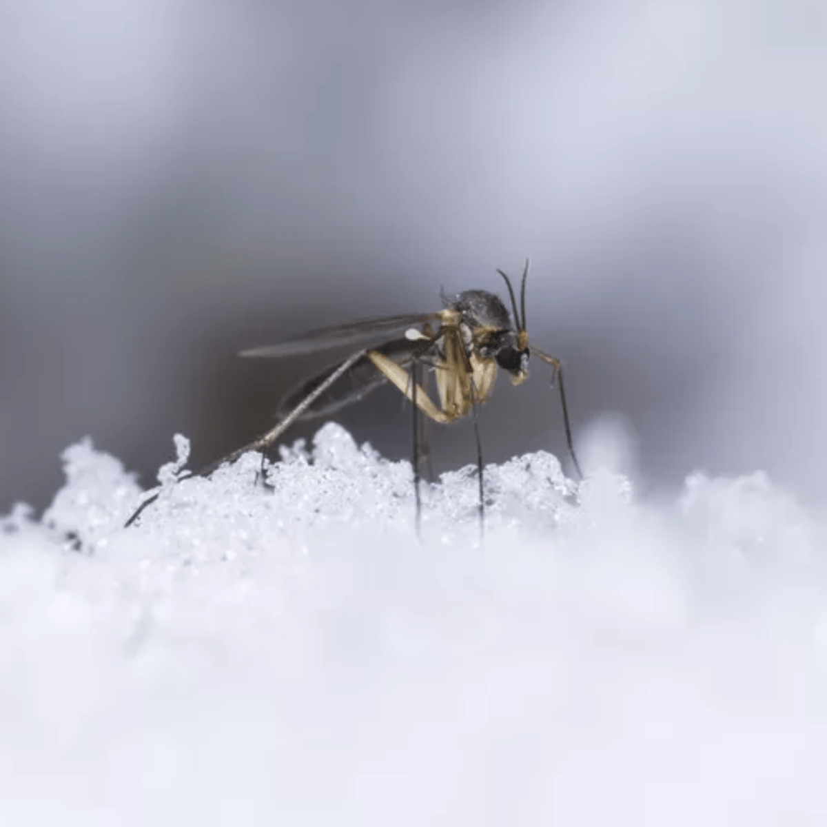What happens to mosquitoes in winter season?
